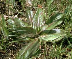 Attēlu rezultāti vaicājumam “Hypochaeris maculata leaf”