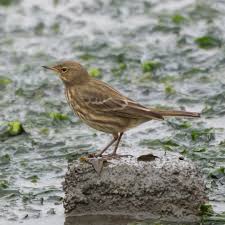 Attēlu rezultāti vaicājumam “Anthus petrosus”