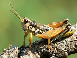 Attēlu rezultāti vaicājumam “Podisma pedestris”