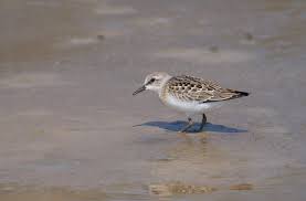 Image result for Calidris subminuta