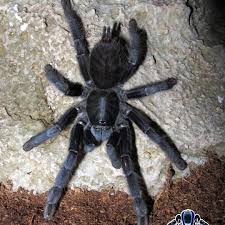 Attēlu rezultāti vaicājumam “Lamproderma nigrescens”