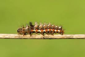 Attēlu rezultāti vaicājumam “Acronicta rumicis”