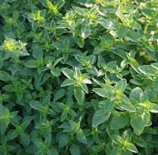 Image result for Origanum vulgare