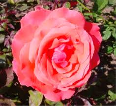 Attēlu rezultāti vaicājumam “Rosaceae”