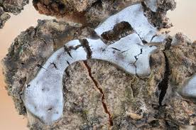 Attēlu rezultāti vaicājumam “Badhamiopsis sp.”