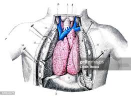 Image result for Thymus