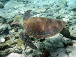Image result for Chelonia mydas