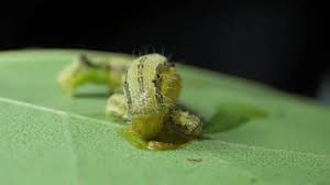 Attēlu rezultāti vaicājumam “Thyatira batis larva”