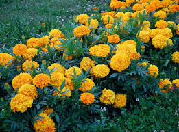 Attēlu rezultāti vaicājumam “Tagetes flower”