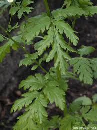 Image result for Tanacetum parthenium