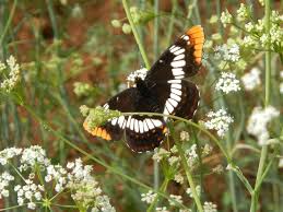 Attēlu rezultāti vaicājumam “Cribraria oregana”