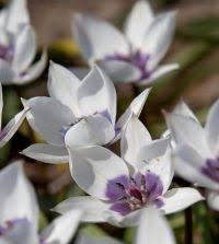 Attēlu rezultāti vaicājumam “Betula humilis female flower”