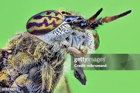 Attēlu rezultāti vaicājumam “Haematopota sp.”