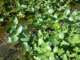 Attēlu rezultāti vaicājumam “Veronica beccabunga”