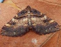 Attēlu rezultāti vaicājumam “Earophila badiata”