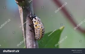 Attēlu rezultāti vaicājumam “Chrysomela vigintipunctata”