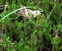 Attēlu rezultāti vaicājumam “Lycopodium clavatum”