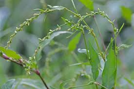 Attēlu rezultāti vaicājumam “Persicaria hydropiper leaf”