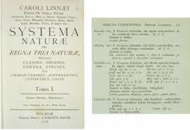 Attēlu rezultāti vaicājumam “Epirranthis diversata upperside”