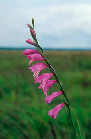 Attēlu rezultāti vaicājumam “Gladiolus imbricatus”