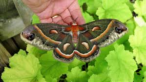 Attēlu rezultāti vaicājumam “Diachea muscorum macro”