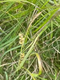 Attēlu rezultāti vaicājumam “Carex panicea fruit”
