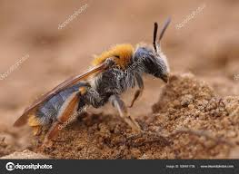 Attēlu rezultāti vaicājumam “Andrena haemorrhoa female”