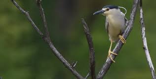 Image result for Nycticorax nycticorax