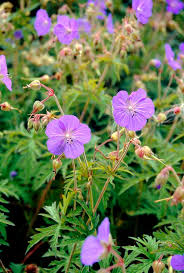 Image result for Geranium pratense