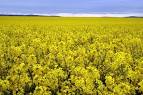 <b>Brassica napus</b> [<b>Napus</b>