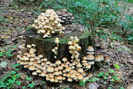 Attēlu rezultāti vaicājumam “Hypholoma sp.”