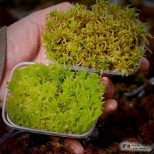 Attēlu rezultāti vaicājumam “Sphagnum platyphyllum”