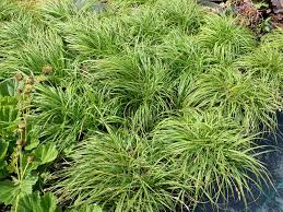 Attēlu rezultāti vaicājumam “Carex caryophyllea”