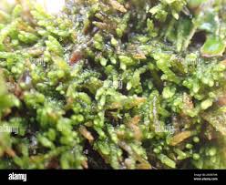 Attēlu rezultāti vaicājumam “Myurella julacea”