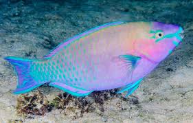 Image result for Scarus psittacus