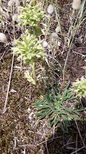 Attēlu rezultāti vaicājumam “Silene borysthenica flower”