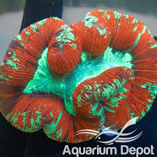 Attēlu rezultāti vaicājumam “Trachyspora intrusa”