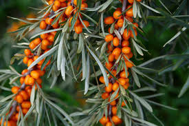 Attēlu rezultāti vaicājumam “Hippophae rhamnoides fruit”