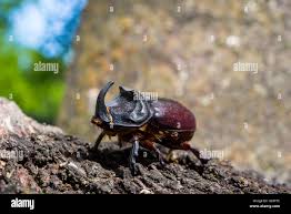 Attēlu rezultāti vaicājumam “Oryctes nasicornis male”