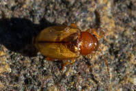 Attēlu rezultāti vaicājumam “Alticinae”