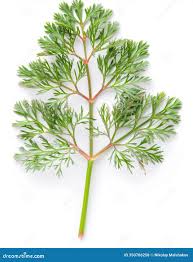 Attēlu rezultāti vaicājumam “Erodium cicutarium leaf”