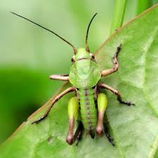 Attēlu rezultāti vaicājumam “Decticus verrucivorus nymph”