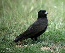 Image result for Melanocorypha yeltoniensis