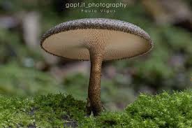 Attēlu rezultāti vaicājumam “Polyporus ciliatus”