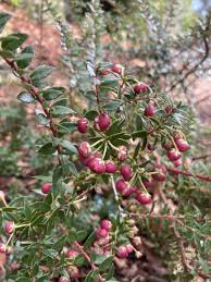 Attēlu rezultāti vaicājumam “Gaultheria cuneata”