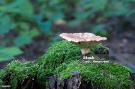 Attēlu rezultāti vaicājumam “Polyporus tuberaster”