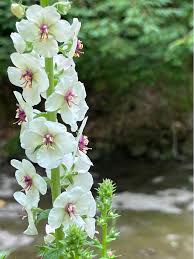 Image result for Verbascum blattaria