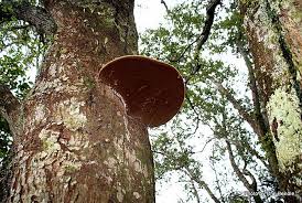 Attēlu rezultāti vaicājumam “Phellinus robustus”