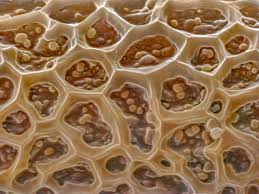 Attēlu rezultāti vaicājumam “Oligonema persimile spores”