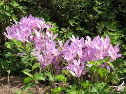 Attēlu rezultāti vaicājumam “Colchicum autumnale”